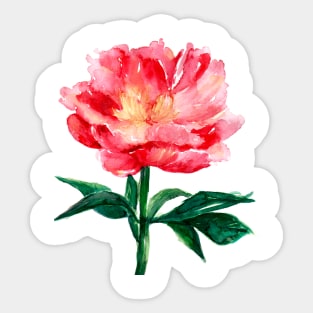 Loose Watercolor Peony Sticker